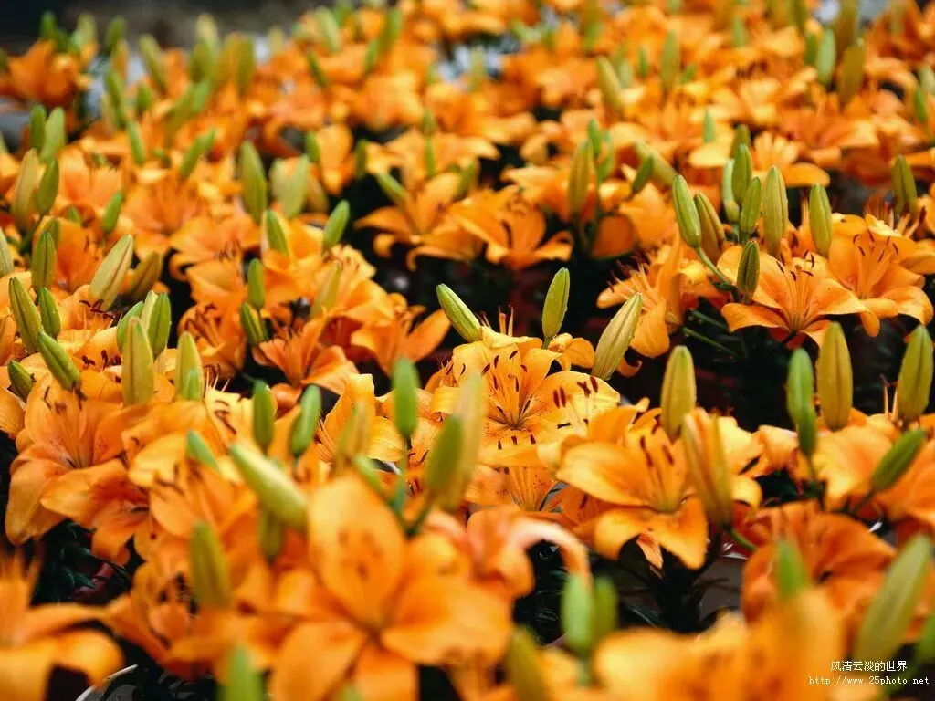 《追梦不停步》(2023年辽宁葫芦岛中考满分作文) 第1张