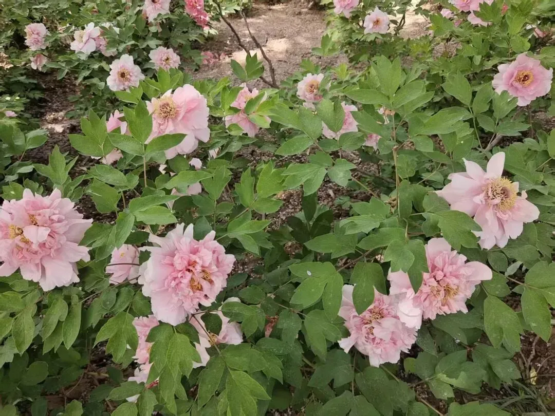 深耕新课标 聚力新中考——语文组新课标培训 第2张