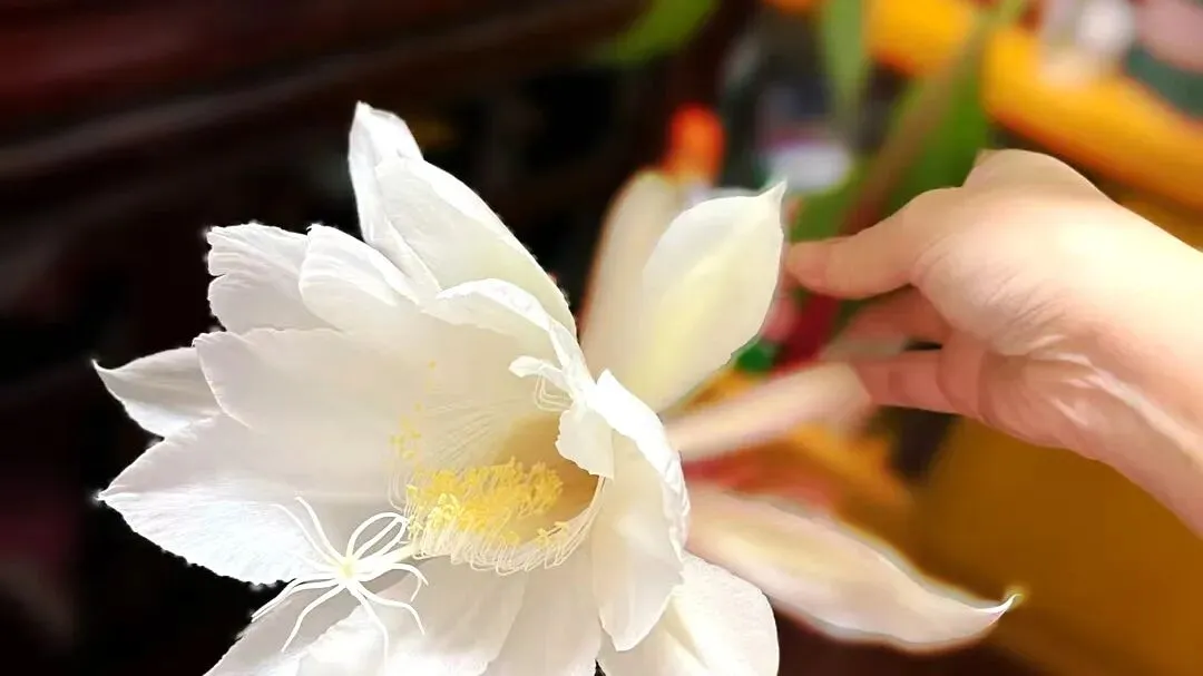 中考作文高分突破|《当好自己故事的主角》(2024年广东卷) 第4张