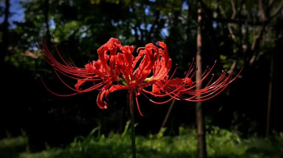 中考作文高分突破|《当好自己故事的主角》(2024年广东卷) 第14张