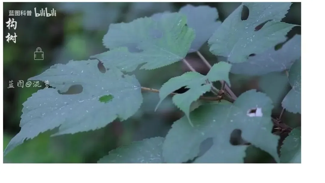 【中考化学复习课件】造纸术的前世今生—— 碱的性质复习 第5张