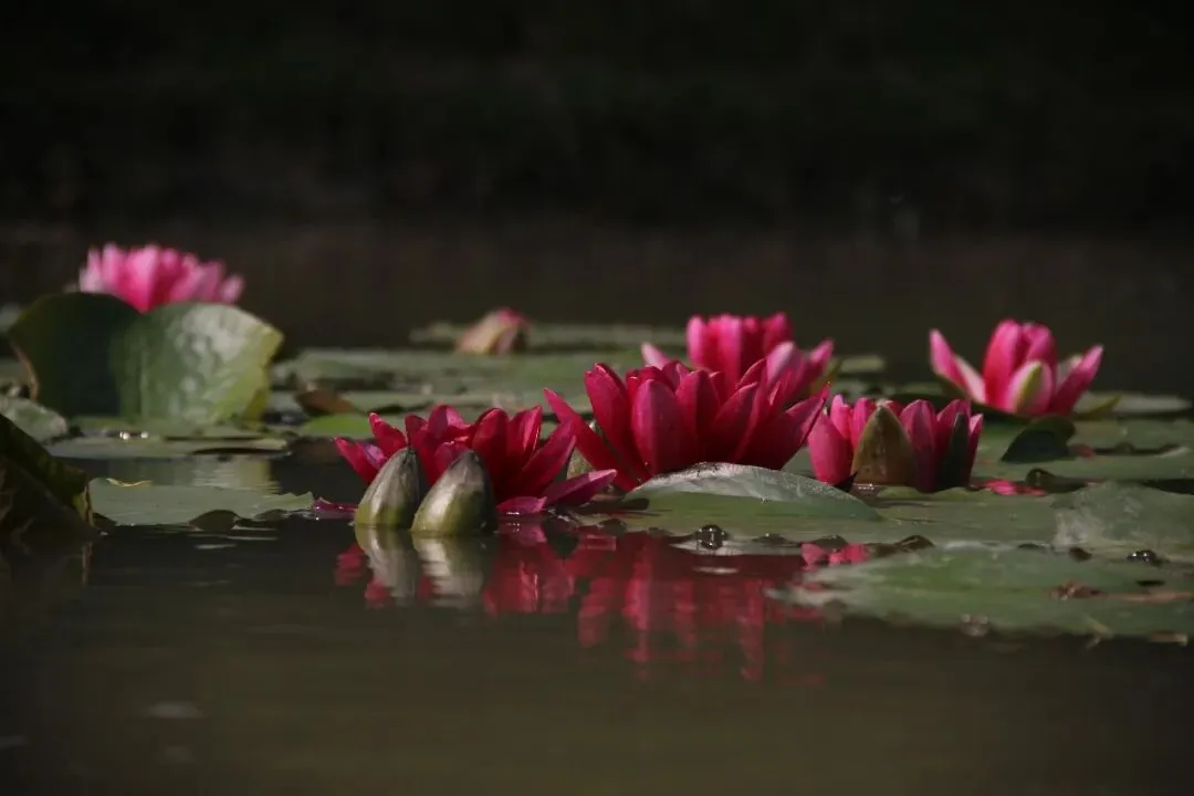 中考古诗文默写总丢分?这几个方法助力孩子拿满分 第1张