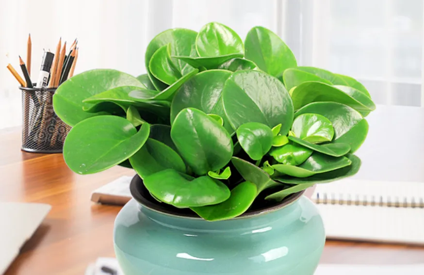 中考最后60天:集中火力打穿这三个点,目标高中就稳了 第2张