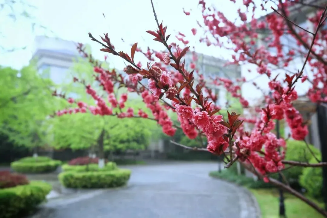 杭州绿城育华学校:中考各项数据居西湖区第一!西湖新晋顶流初中! 第64张
