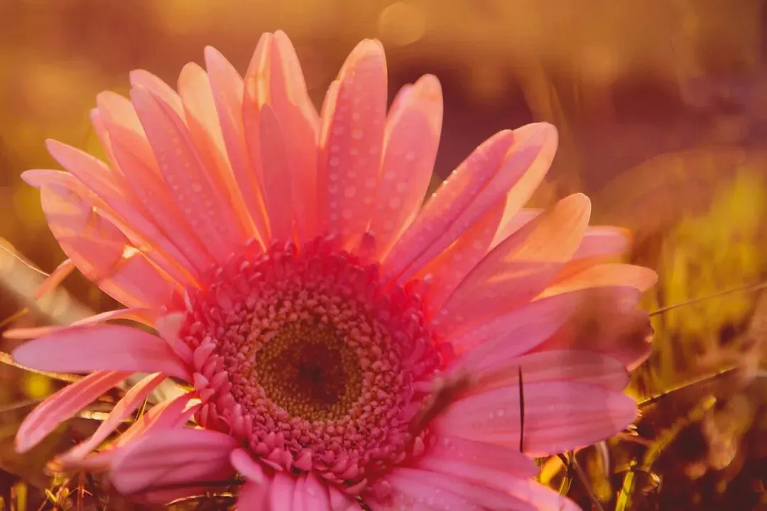 巅峰热文:《为什么我的高考试卷总是白纸啊?》欣欣&全篇-大结局阅读 第11张