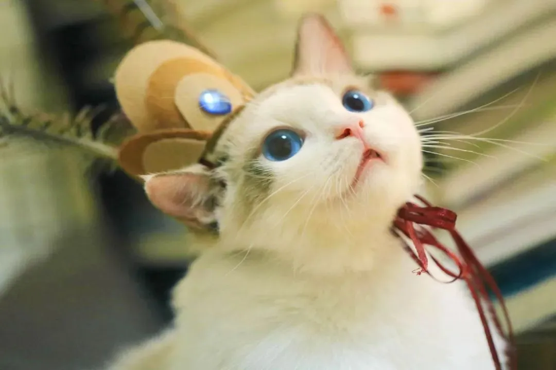 全文結局:《为什么我的高考试卷总是白纸啊?》欣欣txt(全免) 第7张 全文結局:《为什么我的高考试卷总是白纸啊?》欣欣txt(全免) 第7张