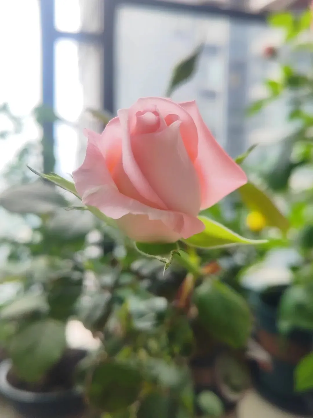 中考英语作文 热门话题1 第1张