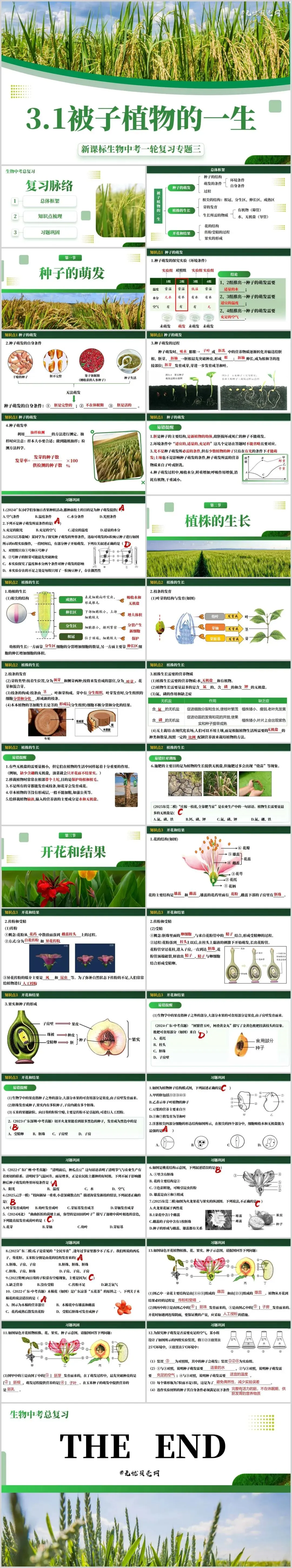 新人教生物中考一轮复习专题三3.1被子植物的一生@青禾 第2张 新人教生物中考一轮复习专题三3.1被子植物的一生@青禾 第2张