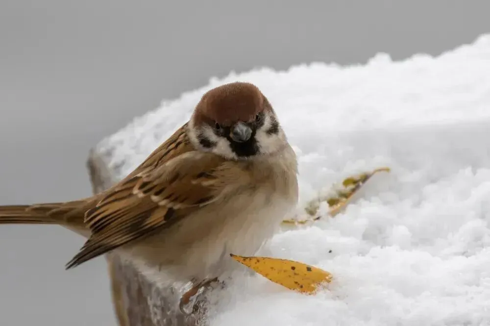 中考英语真题系列 有答案可打印 第1张 中考英语真题系列 有答案可打印 第1张