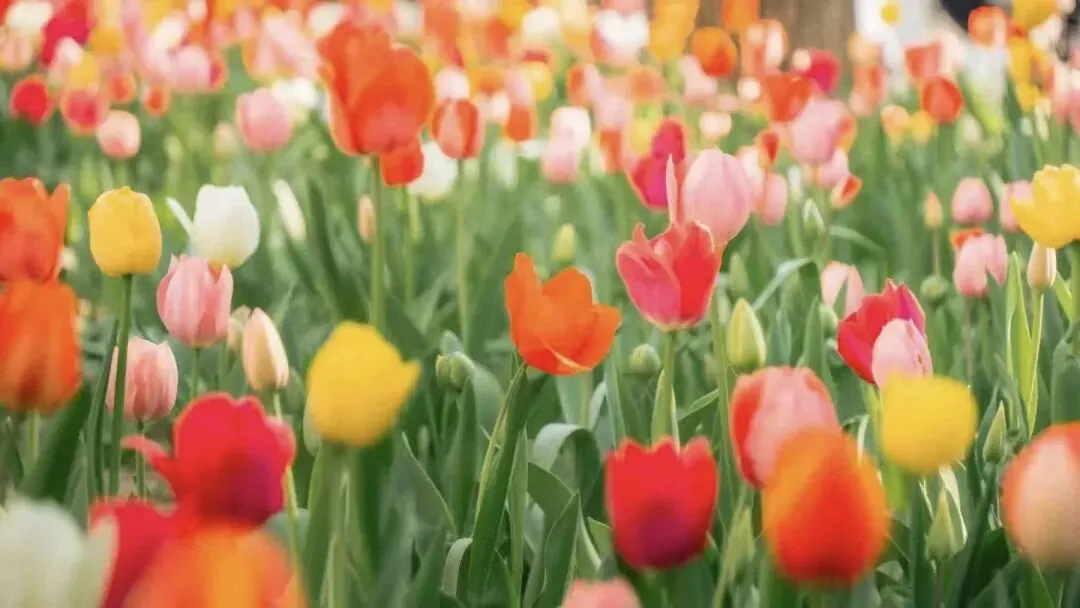 中考英语真题系列 有答案可打印 第20张 中考英语真题系列 有答案可打印 第20张