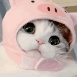 免费领 | 专业技能课程证书考纲和真题试卷 第9张 免费领 | 专业技能课程证书考纲和真题试卷 第9张