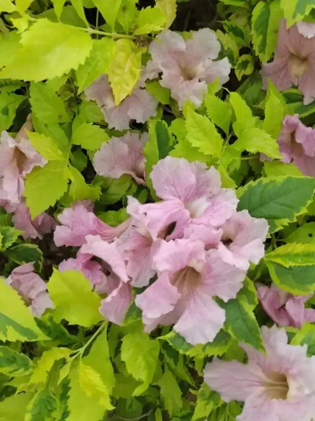 今天体育中考,三年级才会跳绳的大靖,满分了 第1张