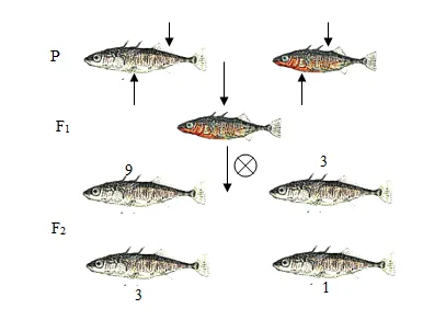 2026届北京市西城区高三一模测试试卷生物 第4张 2026届北京市西城区高三一模测试试卷生物 第4张