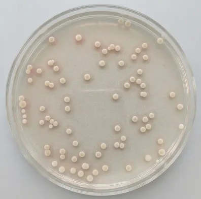 2026届北京市西城区高三一模测试试卷生物 第8张 2026届北京市西城区高三一模测试试卷生物 第8张