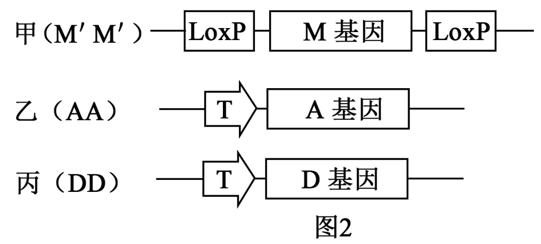 2026届北京市西城区高三一模测试试卷生物 第15张 2026届北京市西城区高三一模测试试卷生物 第15张