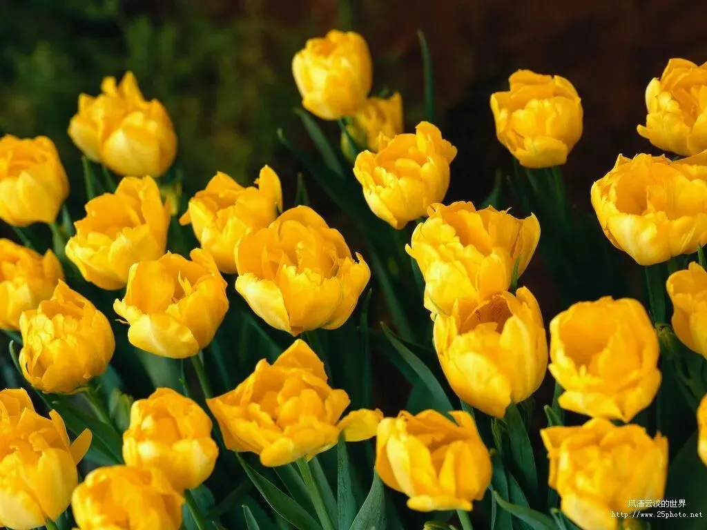 《自带光芒的小善》(2021年广西河池中考满分作文) 第1张 《自带光芒的小善》(2021年广西河池中考满分作文) 第1张