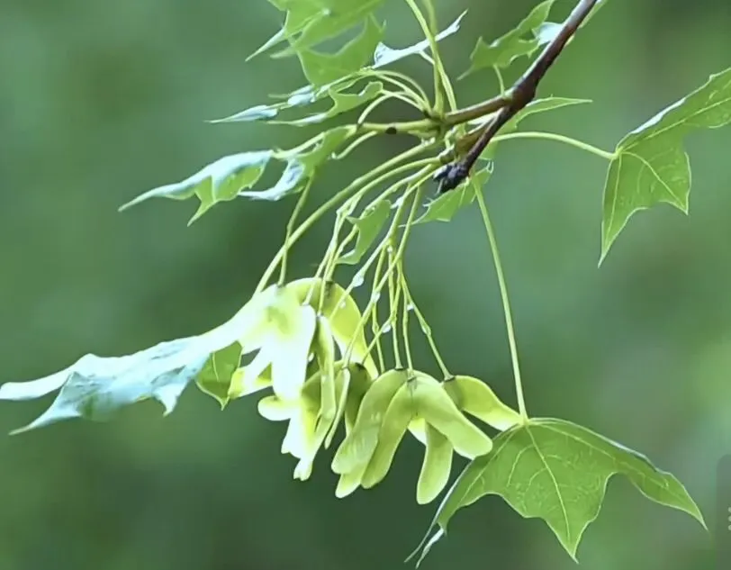 中考满分作文|《我做对了这道选择题》二篇 第1张