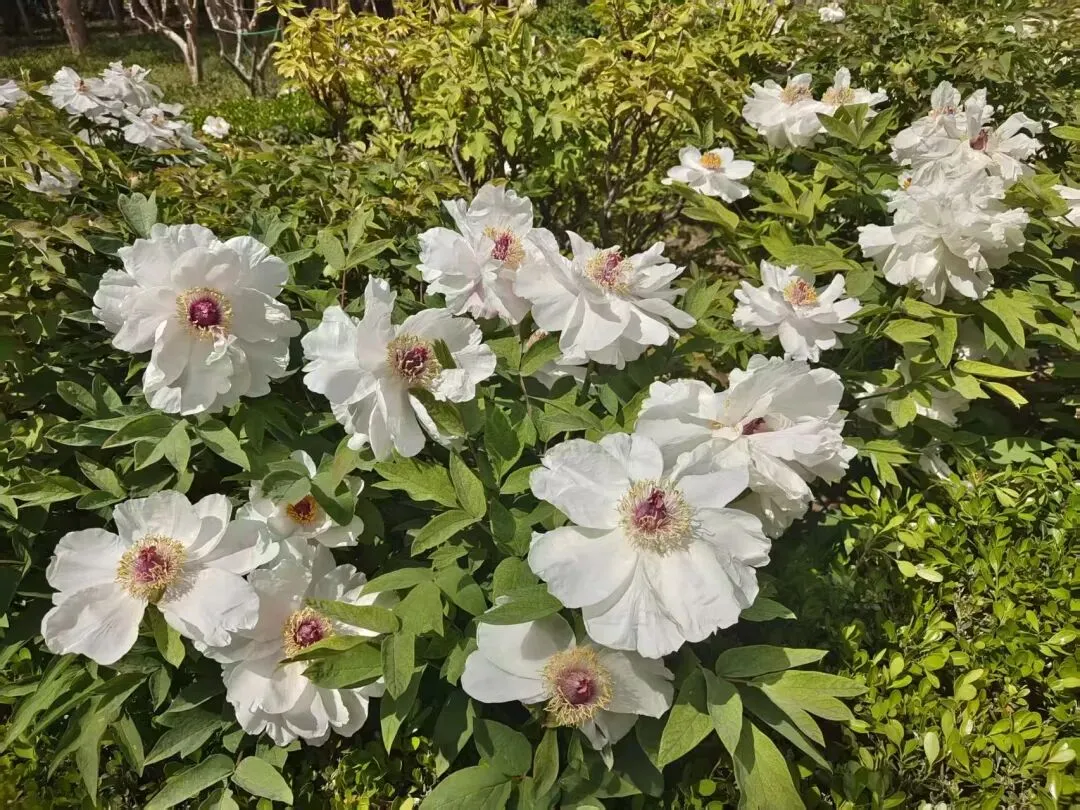 深耕新课标聚力新中考——语文组新课标培训心得体会 第2张