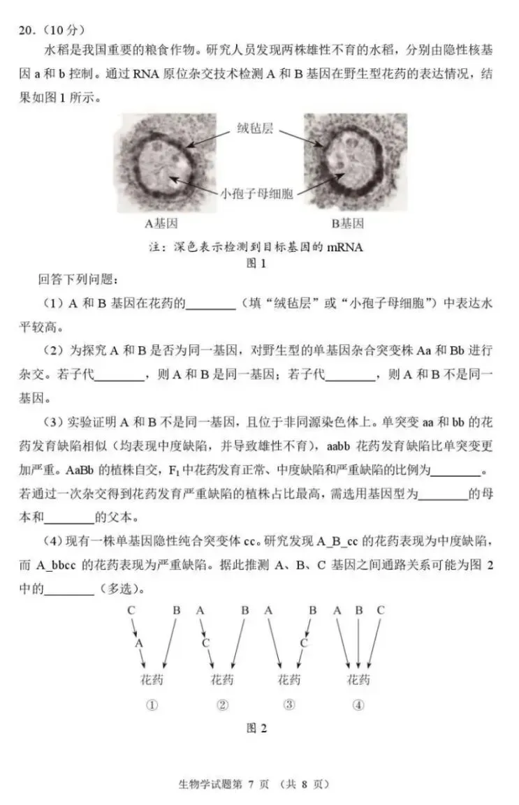 2026年河南省高三适应性考试生物学试卷及答案 ⊙ 第9张