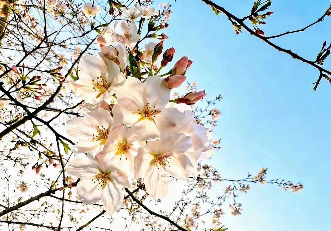 春考真题 | 2021年上海春考语文 第3张