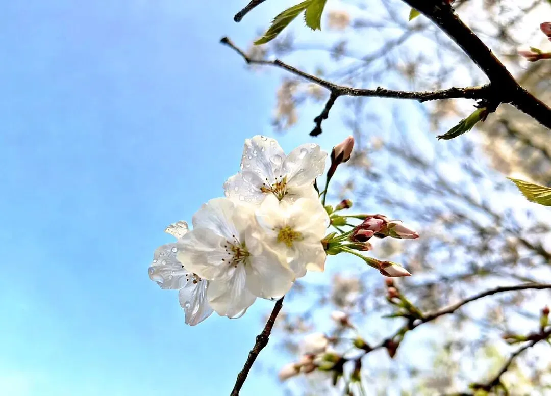 春考真题 | 2021年上海春考语文 第4张