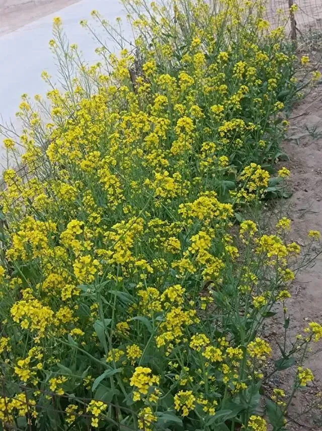 26真题:领导让小李写一次会议的经验总结.领导审阅后说:“要总结经验,而不是经过.”如果你是小李,谈谈你对领导这句话的理解. 第4张