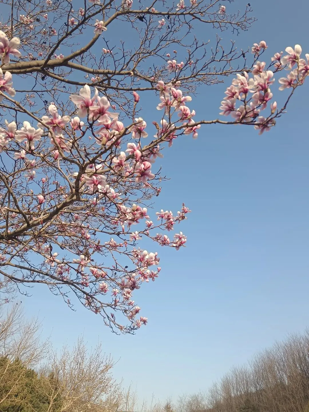 如果中考一模是道“超常发挥”的题,你会让孩子改志愿吗? 第3张