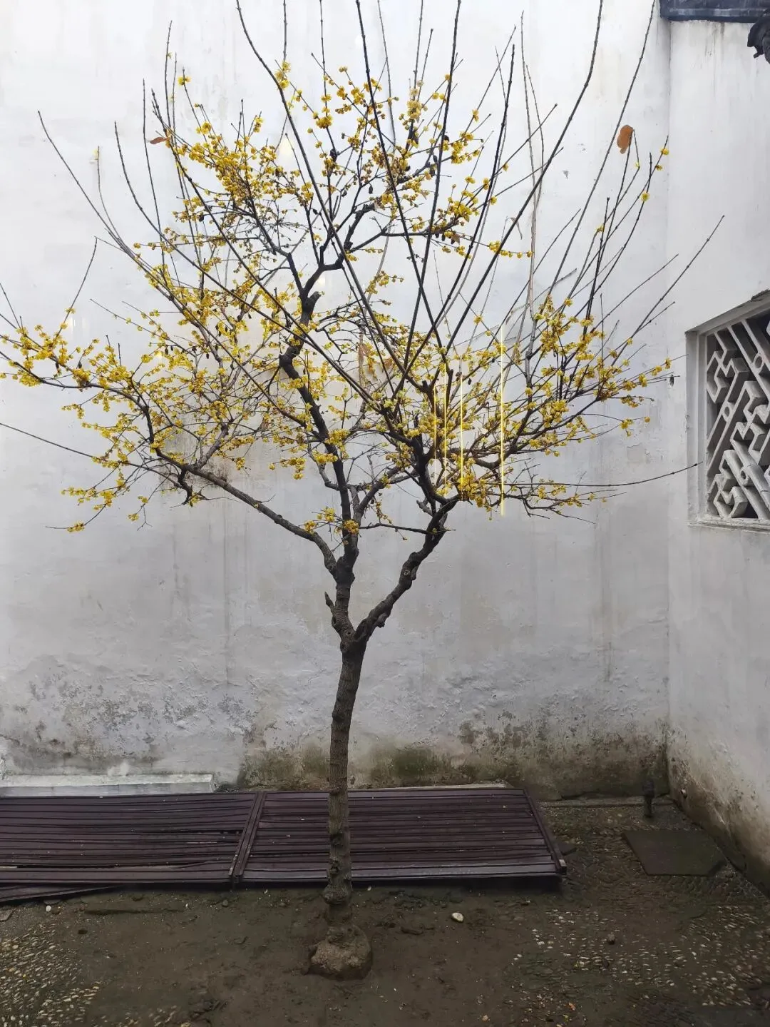 中考作文开头的20种技巧 第2张