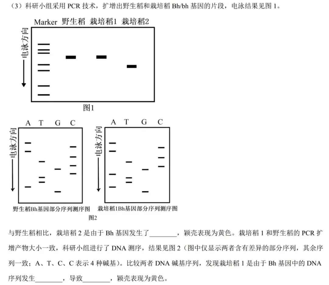 【安徽省份】2025年高考生物基因工程真题讲解 第5张 【安徽省份】2025年高考生物基因工程真题讲解 第5张