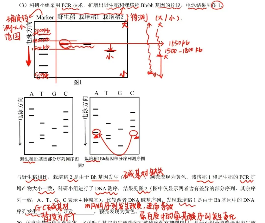 【安徽省份】2025年高考生物基因工程真题讲解 第8张 【安徽省份】2025年高考生物基因工程真题讲解 第8张