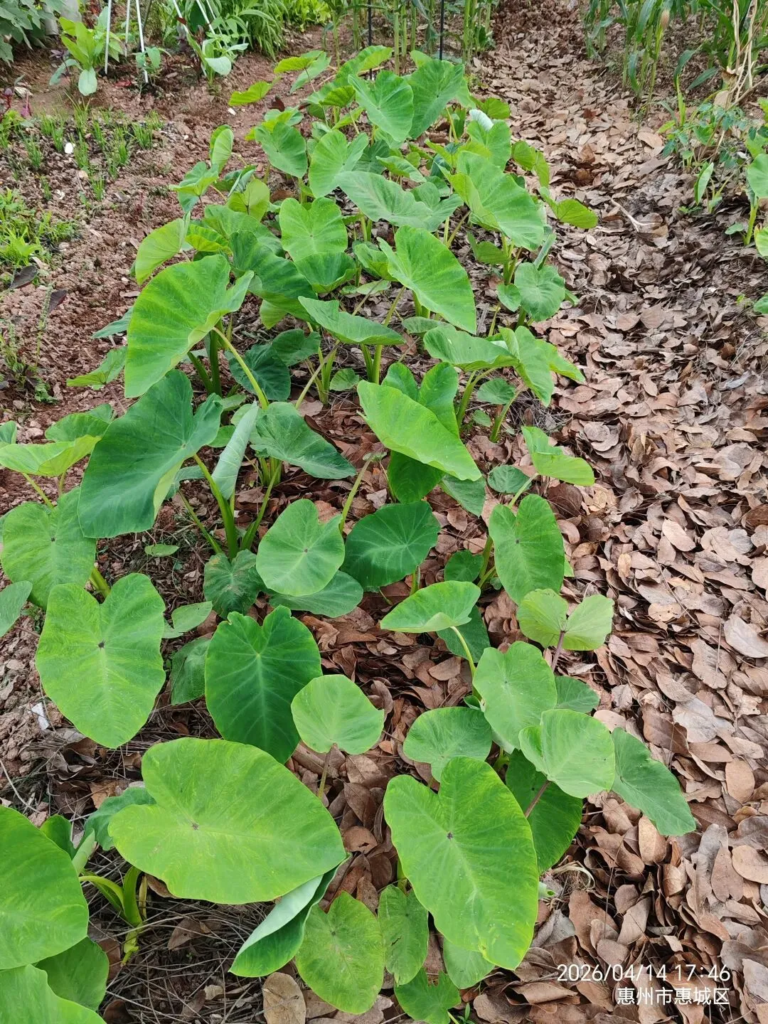 惠州市2026届高三模拟考试试卷 第2张