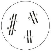 生物试卷+答案|高一下学期期中考试河南濮阳联考 第3张