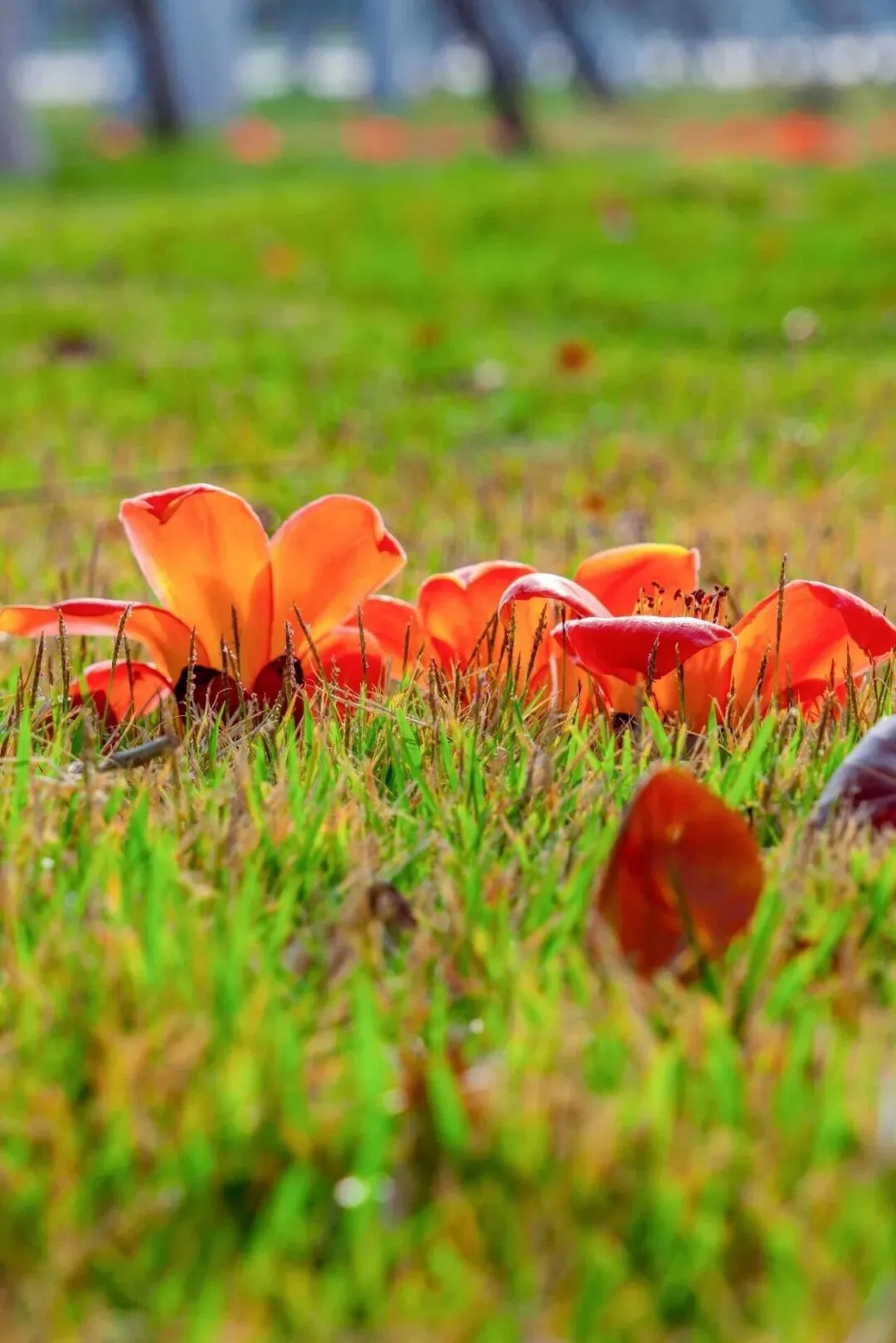 厦大木棉红似火,中考新政暖人心!四月厦门,一半是青春,一半是希望 第3张