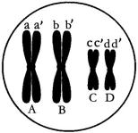 生物试卷+答案|高一下学期4月青桐鸣大联考 第3张
