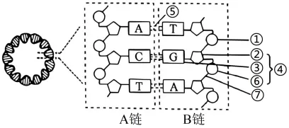 生物试卷+答案|高一下学期4月青桐鸣大联考 第9张