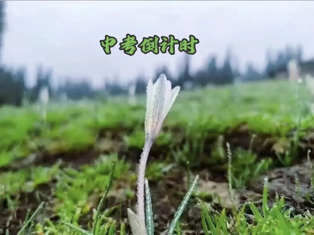 中考作文看过来 第1张