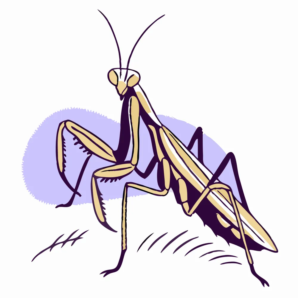 《昆虫记》中考名著阅读复习知识清单 第3张