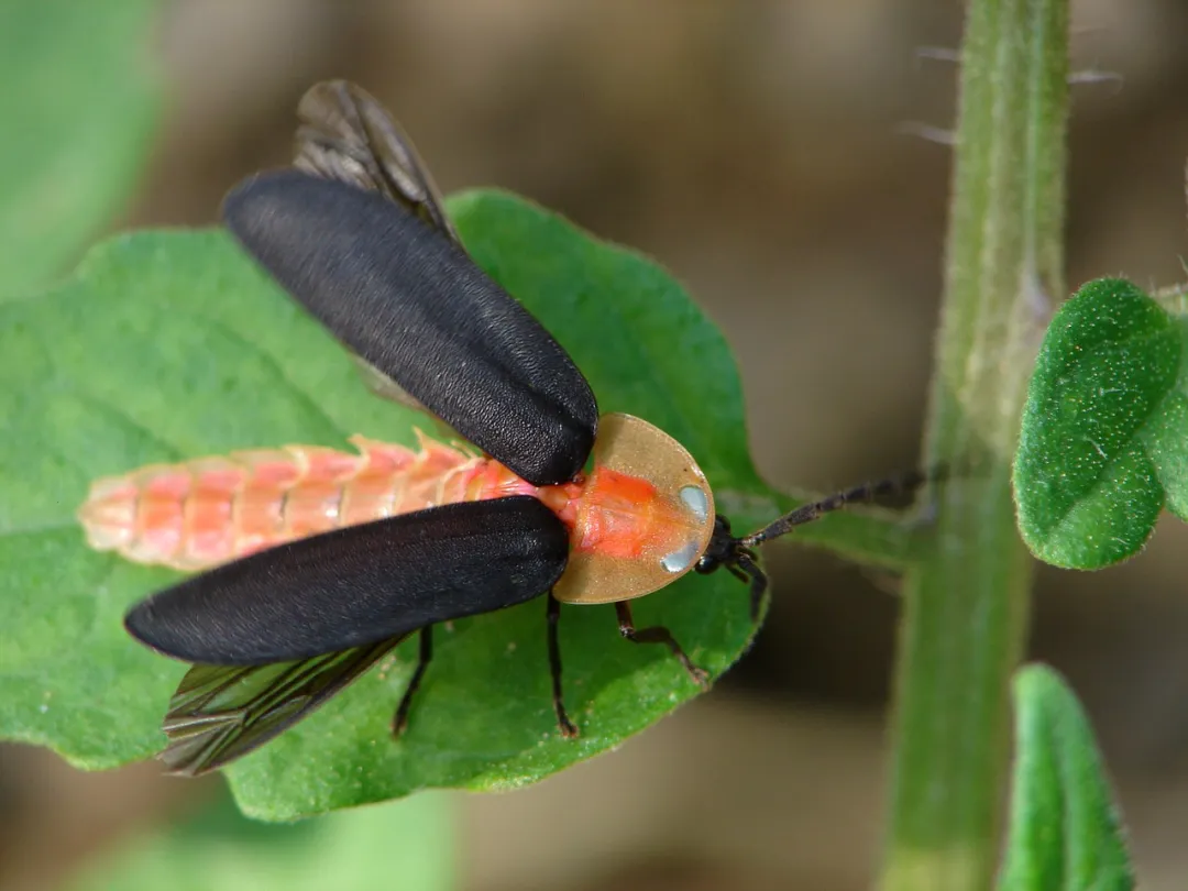 《昆虫记》中考名著阅读复习知识清单 第4张