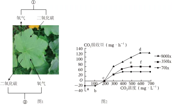 2026初中生物学模拟测试六 第6张
