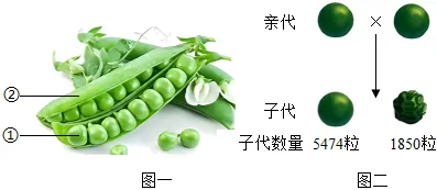 2026初中生物学模拟测试六 第8张