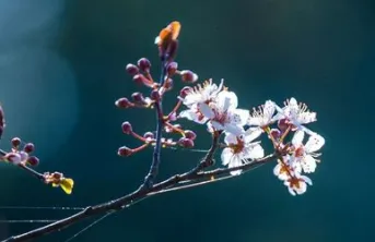 2026年中考模拟考试化学试题11 第8张