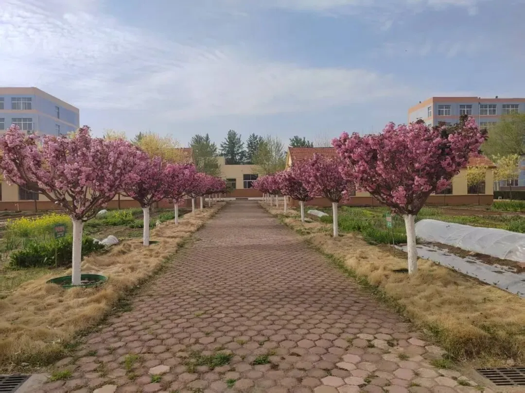 中考语文复习:作文,首尾呼应,浑然一体 第1张