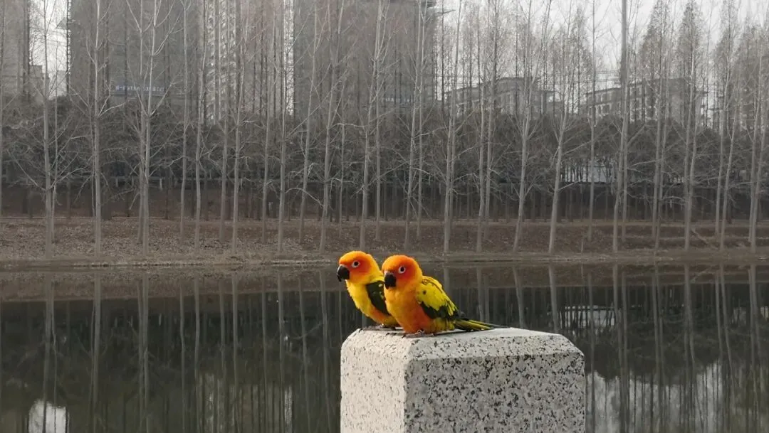 《司马光》小学文言文 + 中考题型练习题 第1张