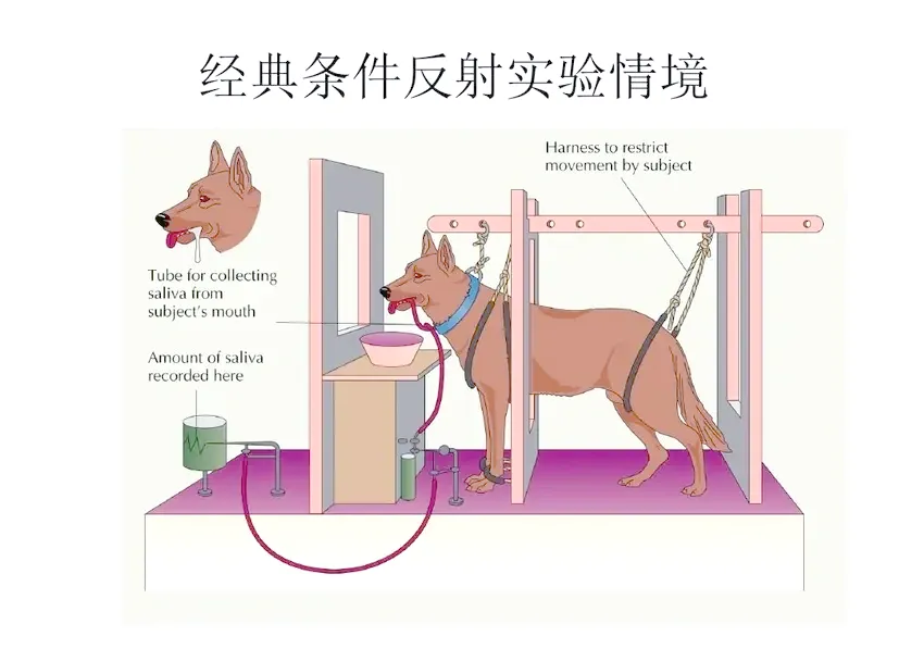 2026年北京朝阳区高三一模语文试卷 第2张