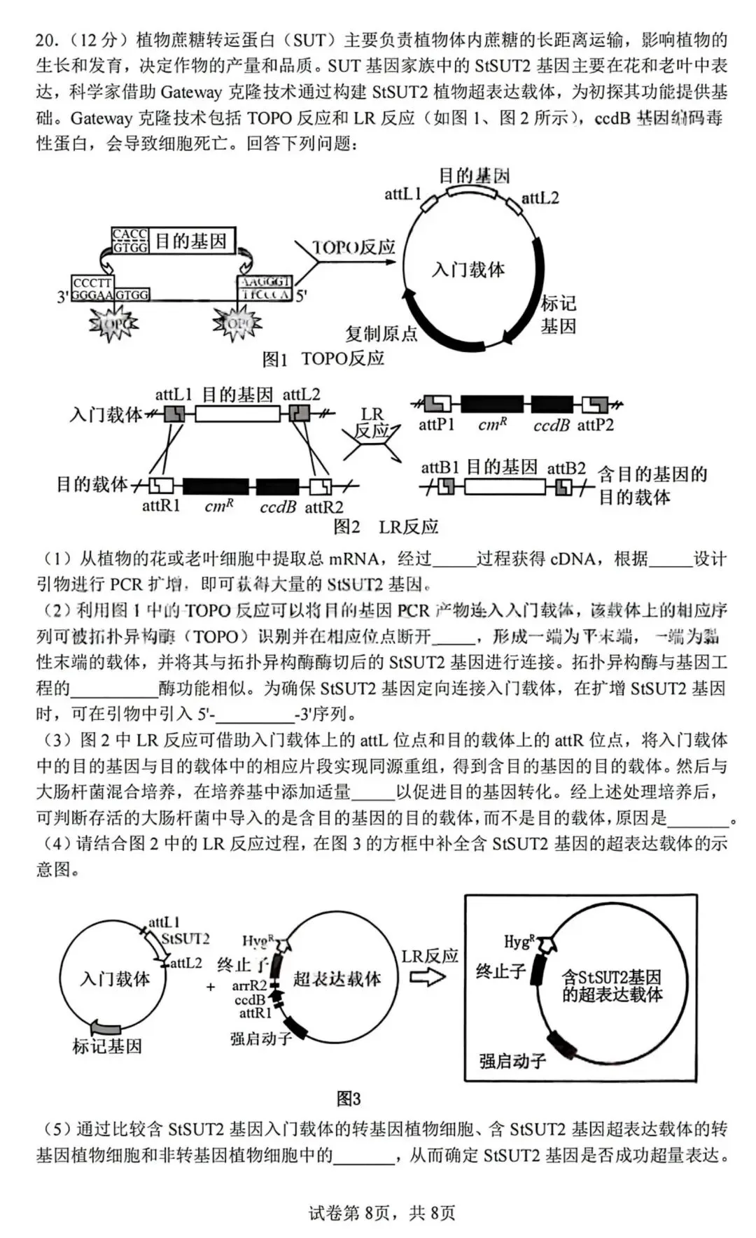 2026届成都七中高三二诊模拟考生物学试题和答案(附word下载) ⊙ 第14张