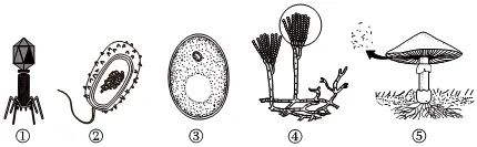 2026初中生物学模拟测试六 第5张 2026初中生物学模拟测试六 第5张