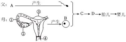 2026初中生物学模拟测试六 第9张 2026初中生物学模拟测试六 第9张