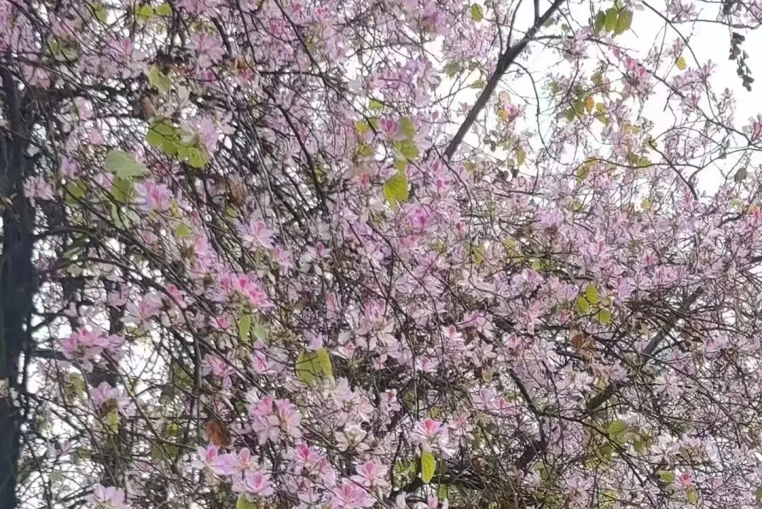 中考数学压轴题卡点,90%是思维没开窍 第1张