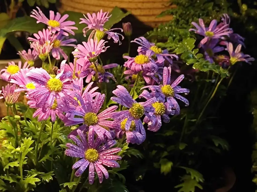 高考英语真题2025年全国1卷(阅读D):典型的 混合型= “问题解决型 + 科学研究型” 第3张