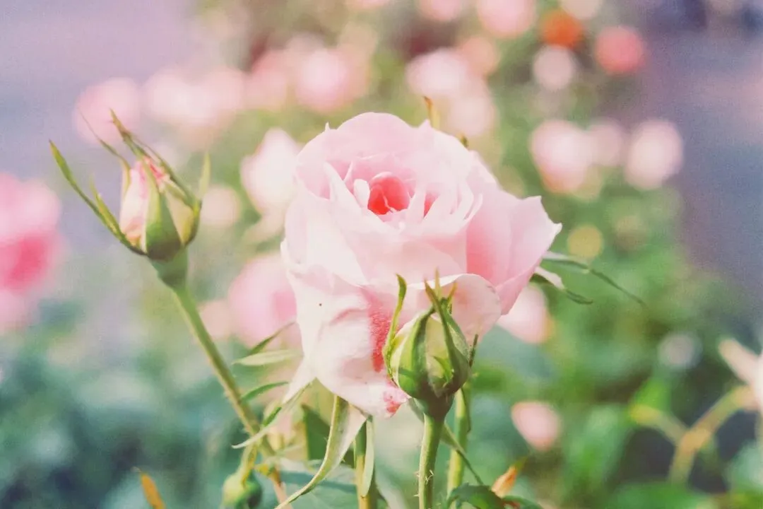 必看《为什么我的高考试卷总是白纸啊?》欣欣李教授丨TXT免费-大结局閲读 第7张